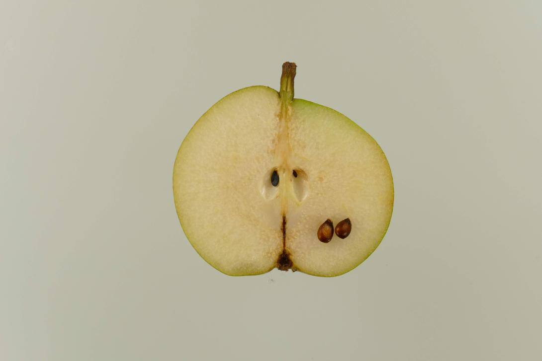 Moritzburger Bergamotte