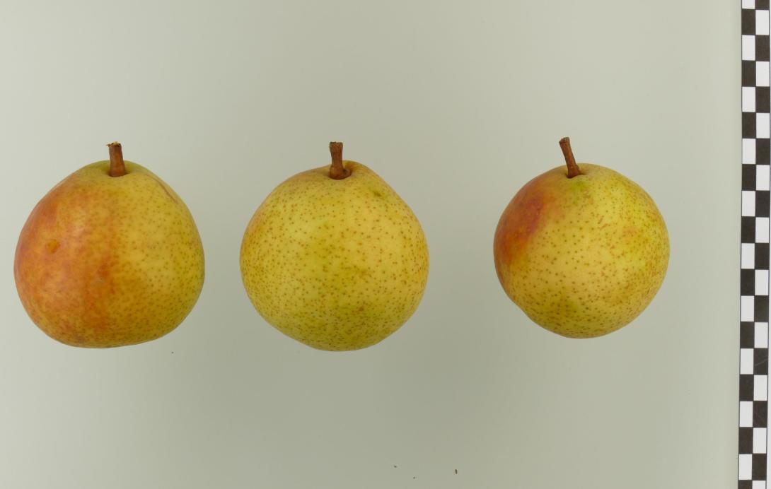 Weiße Herbstbutterbirne