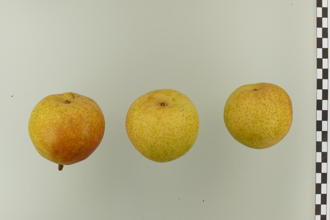 Weiße Herbstbutterbirne