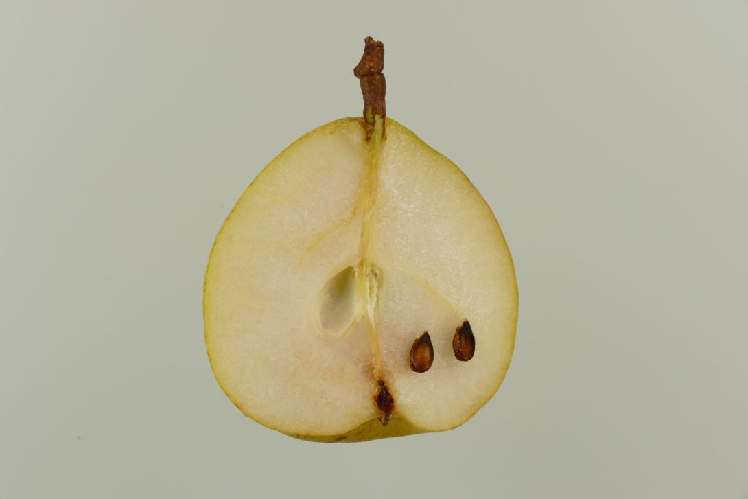 Weiße Herbstbutterbirne