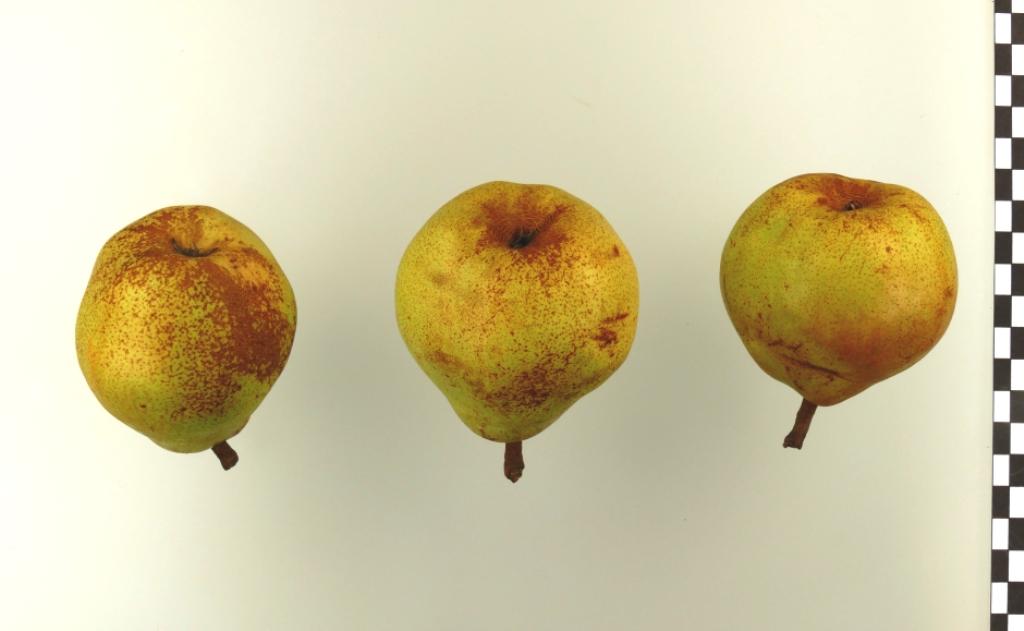 Vereinsdechantsbirne