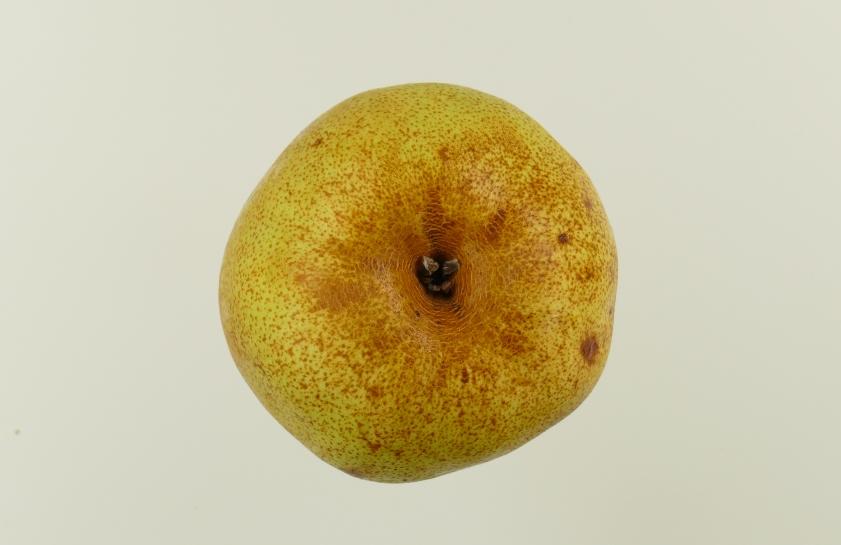 Vereinsdechantsbirne