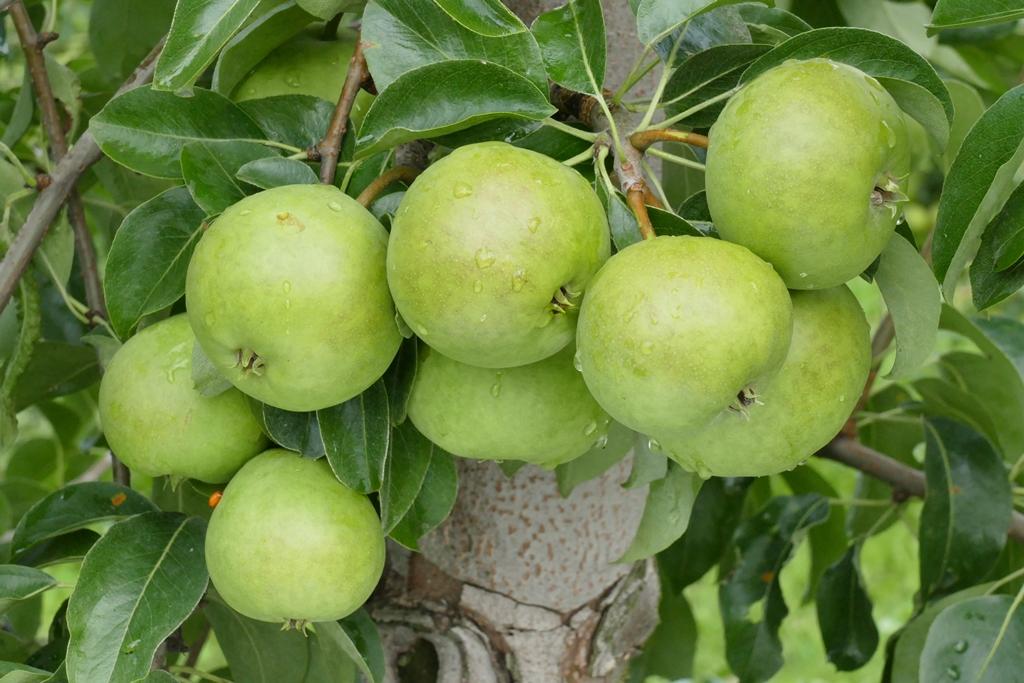 Deutsche Nationalbergamotte