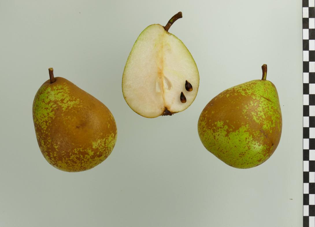 Marie Louise d`Uccle