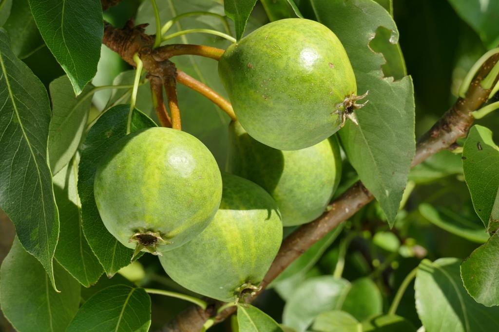 Frühe Schweizer Bergamotte