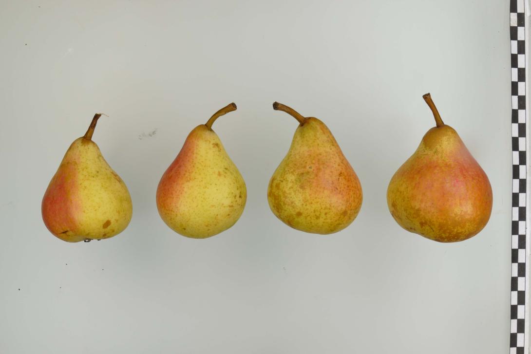 Van Geerts Butterbirne