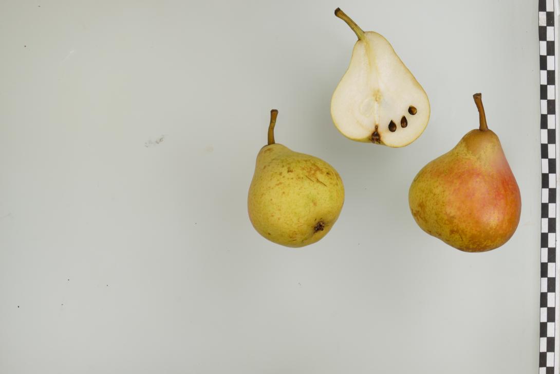 Van Geerts Butterbirne