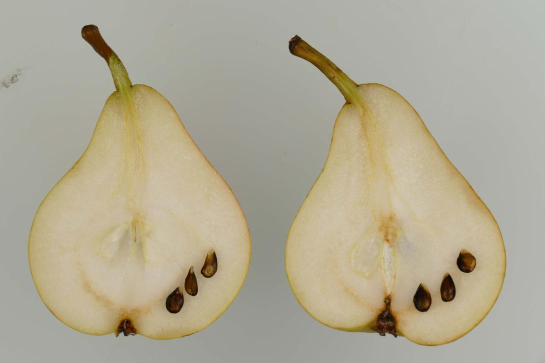 Van Geerts Butterbirne