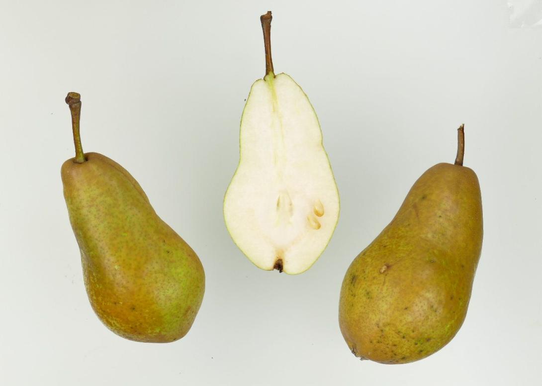 Holländische Butterbirne