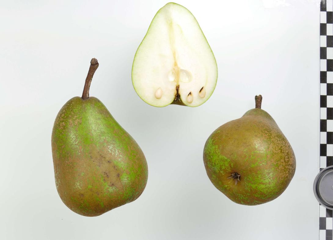 Marie Louise d`Uccle