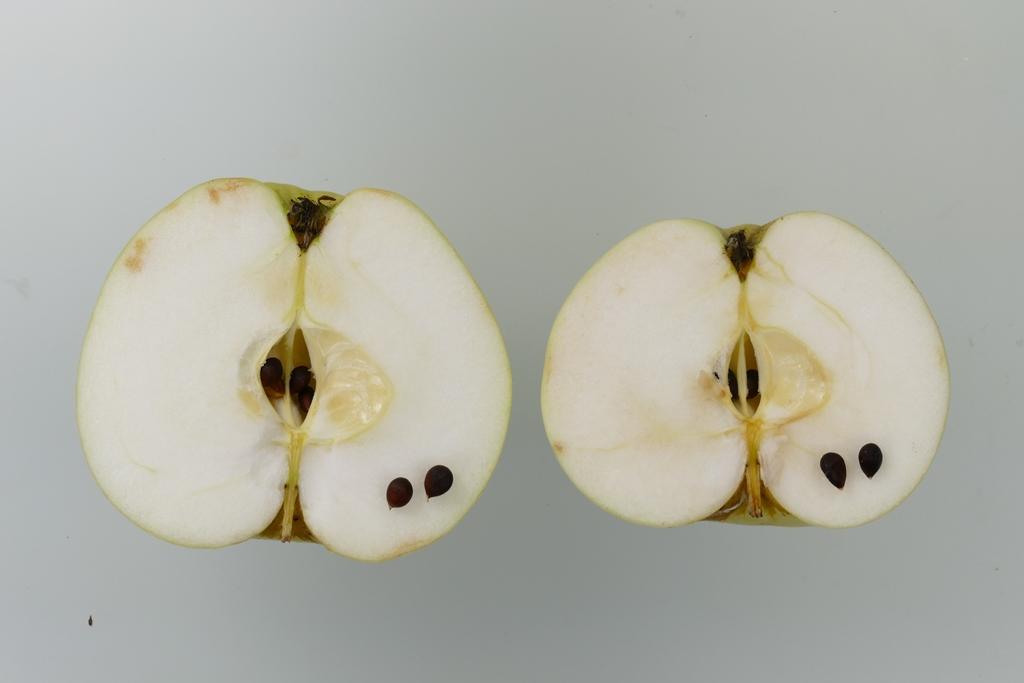 Pommerscher Schneeapfel
