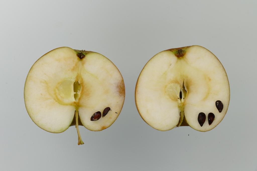 Osnabrücker Renette