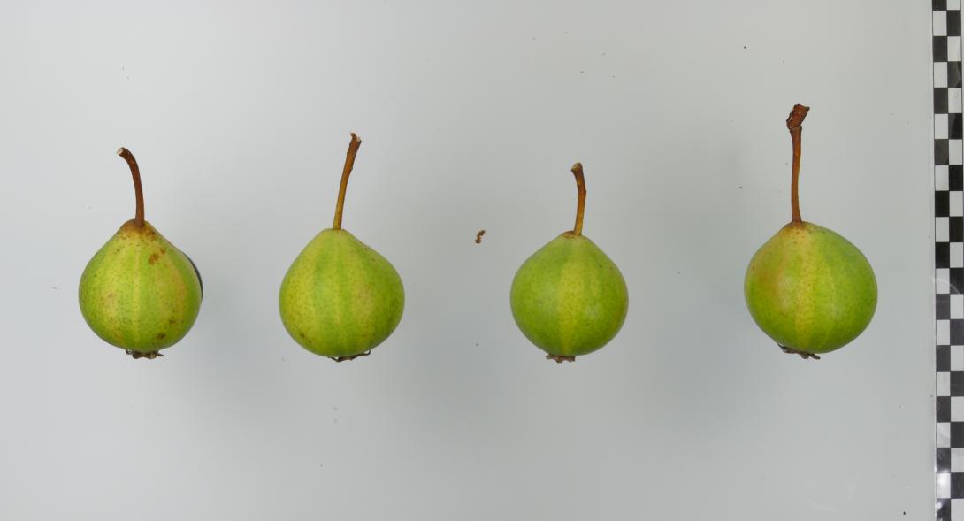 Frühe Schweizer Bergamotte