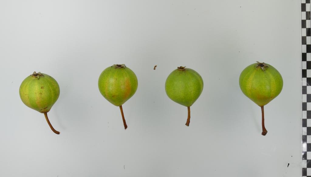 Frühe Schweizer Bergamotte