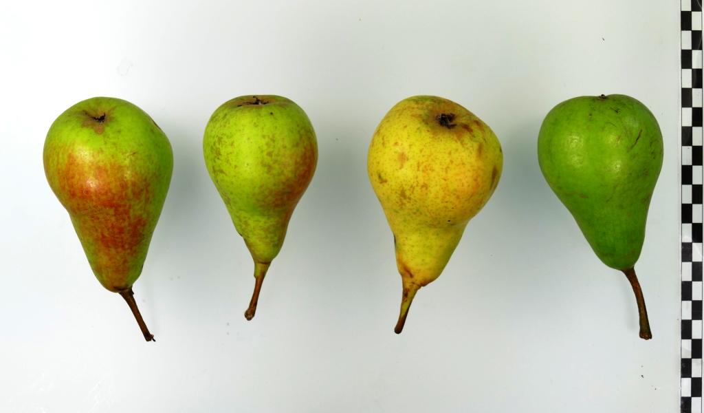 Lange Sommer Mundnetzbirne