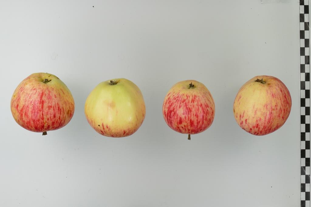 Virginischer Rosenapfel