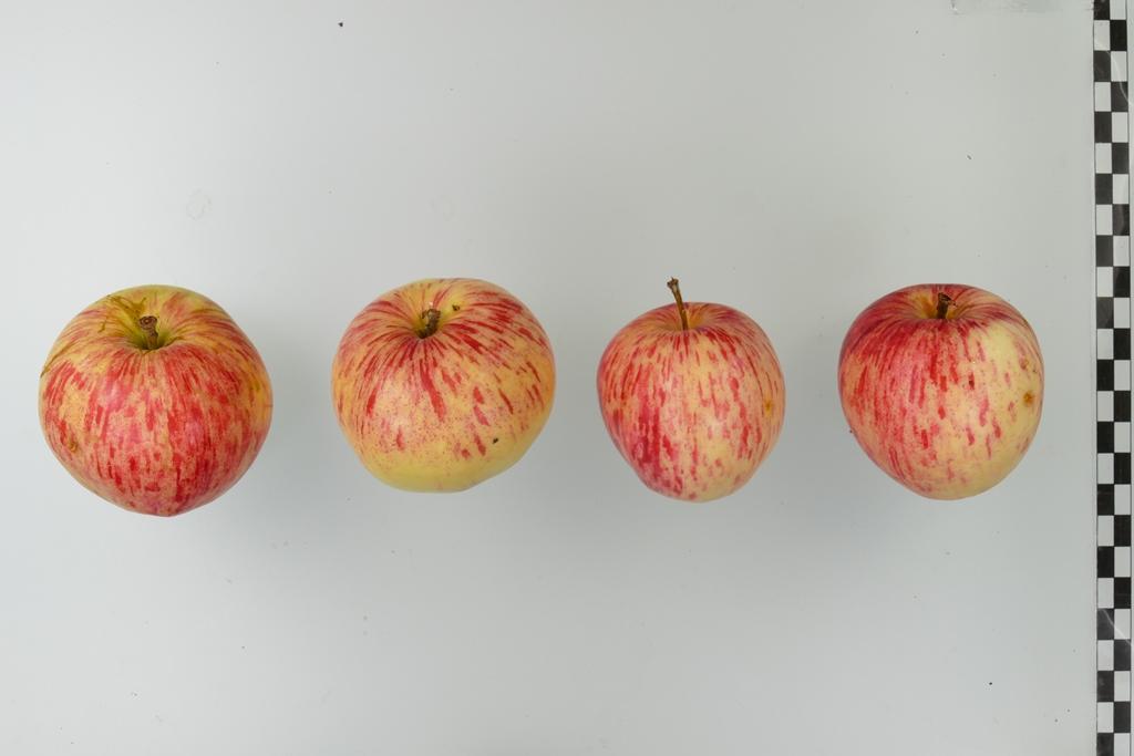 Virginischer Rosenapfel