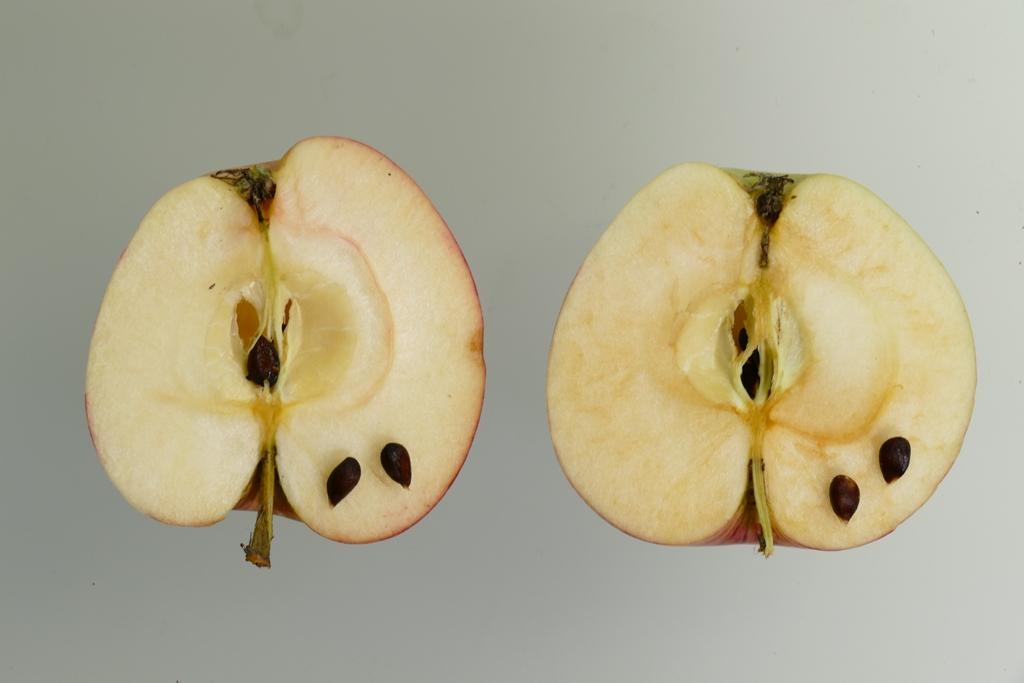 Virginischer Rosenapfel