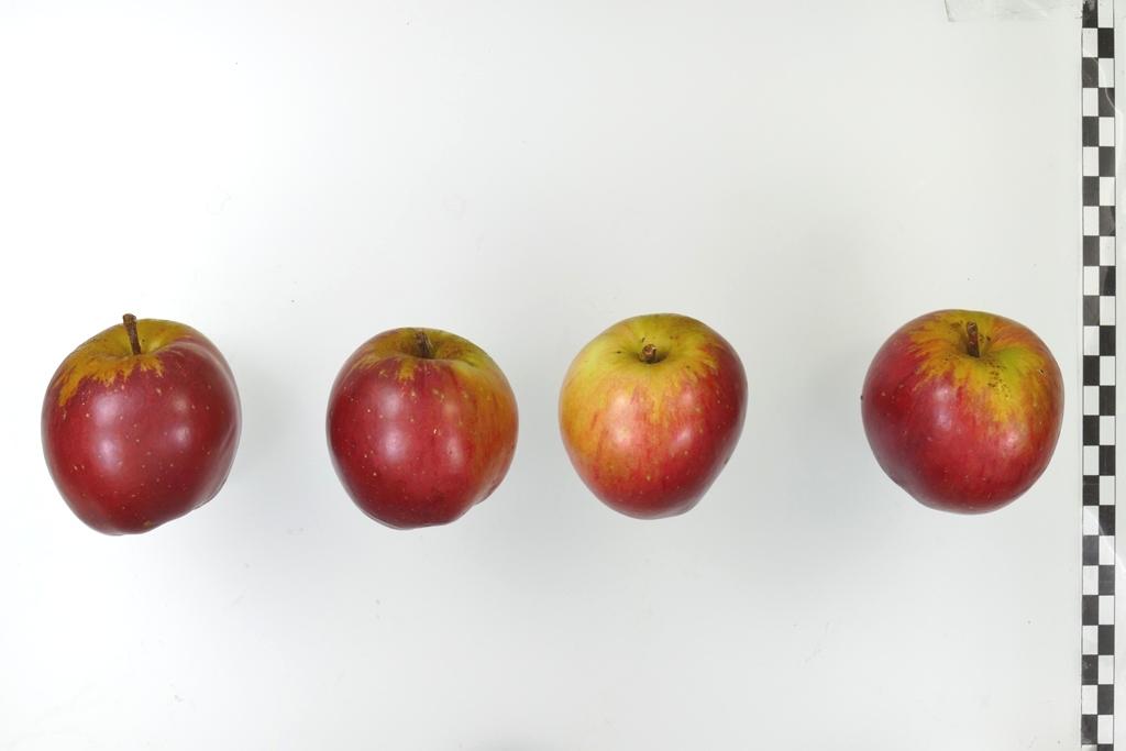 Roter Sommerparadies