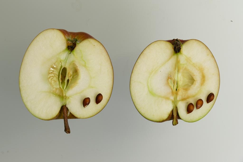 Roter Sommerparadies