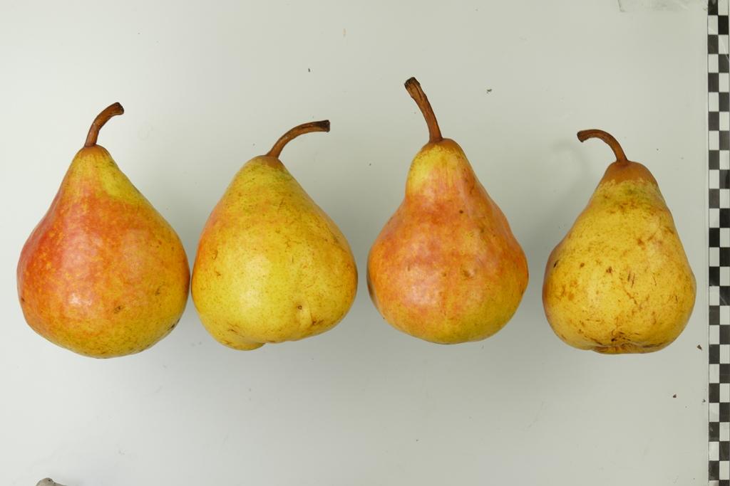 Andenken an den Kongreß