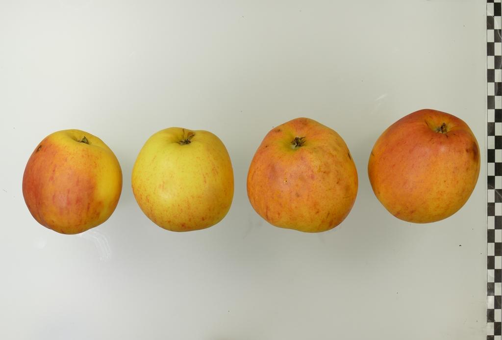 Finkenwerder Kantapfel