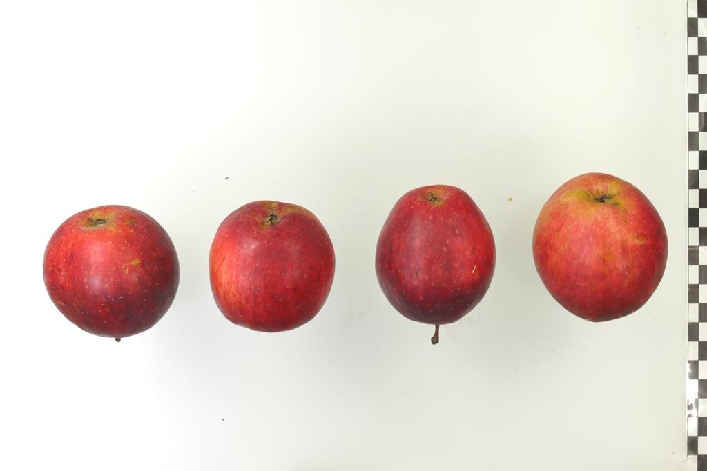 Purpurroter Herbst Cousinot