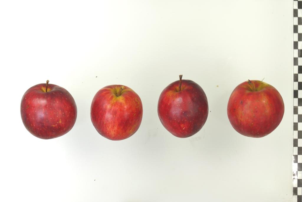 Purpurroter Herbst Cousinot