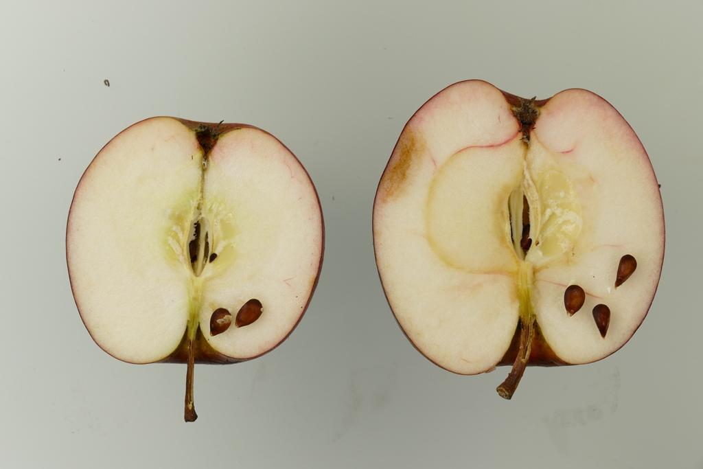 Purpurroter Herbst Cousinot