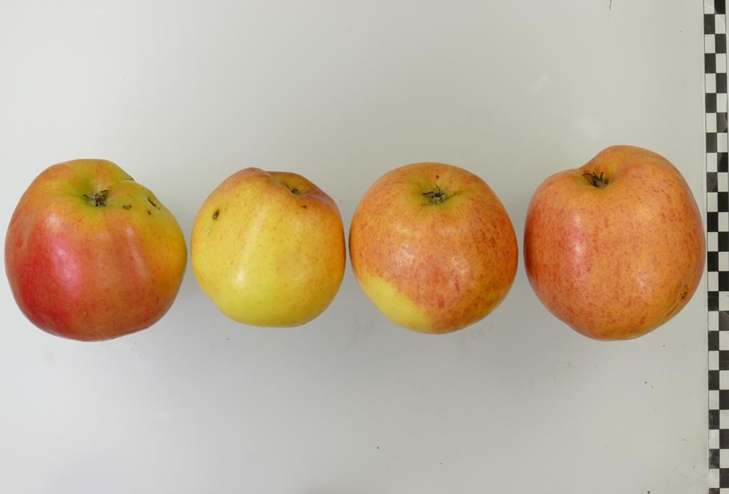 Finkenwerder Kantapfel