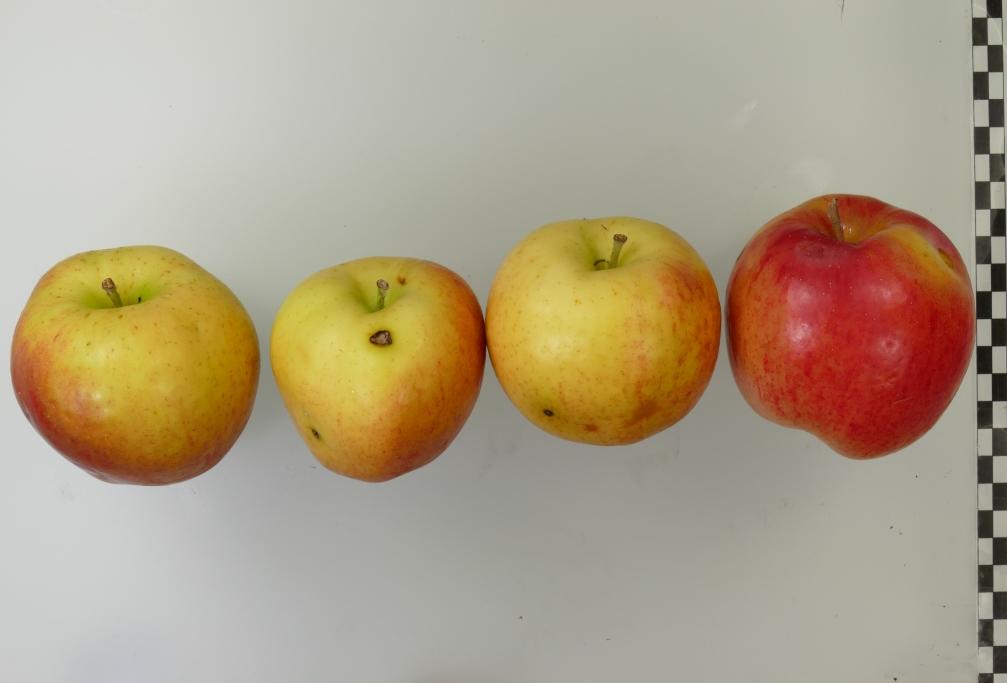 Finkenwerder Kantapfel