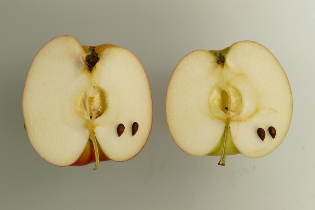 Finkenwerder Kantapfel