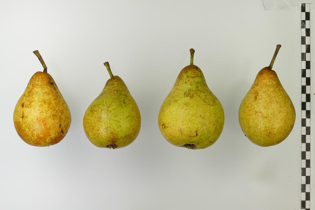 Rihas Kernlose Butterbirne