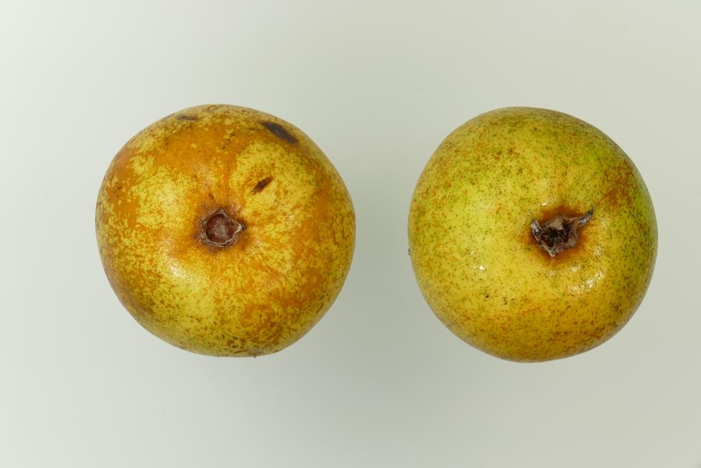 Rihas Kernlose Butterbirne