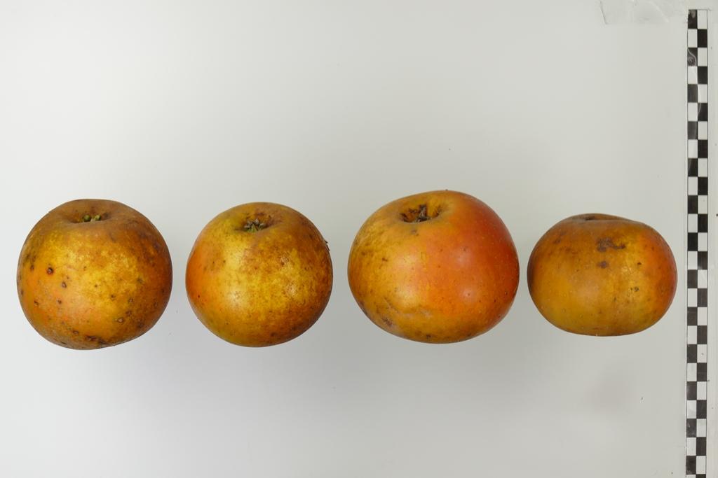 Egremont Russet