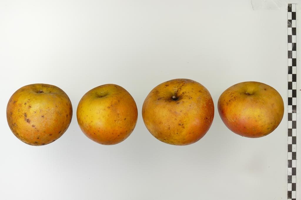 Egremont Russet