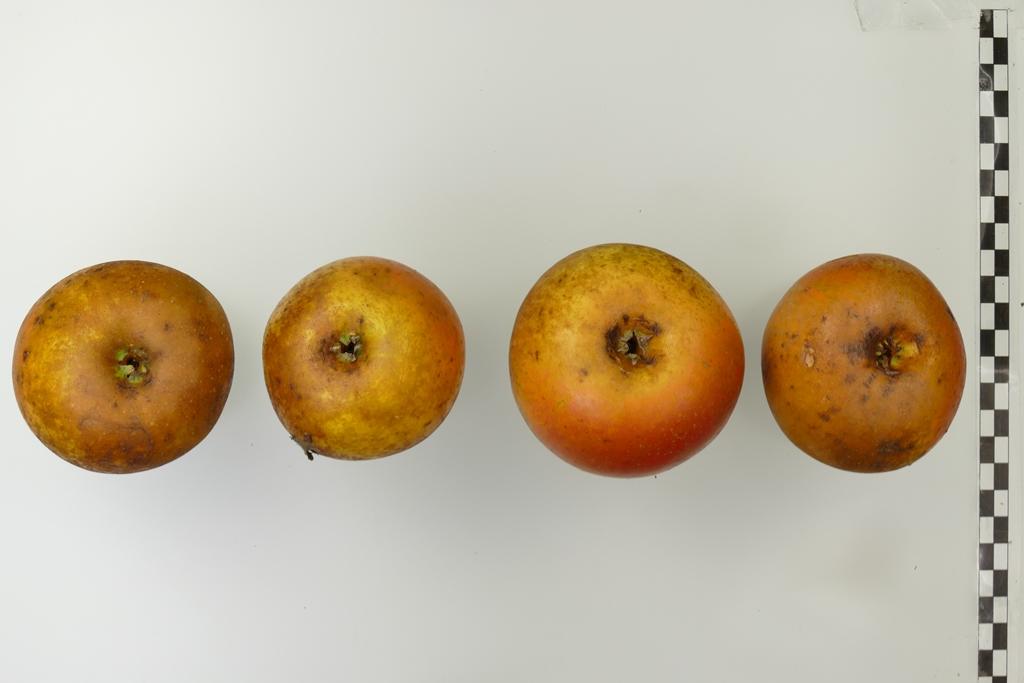 Egremont Russet