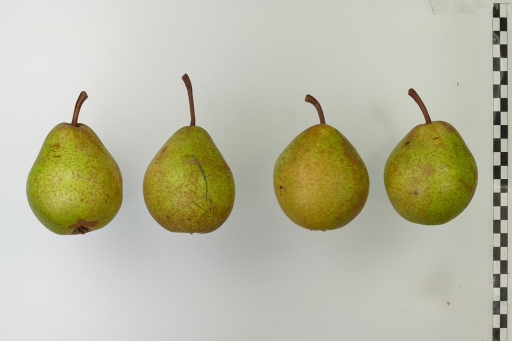 Rihas Kernlose Butterbirne