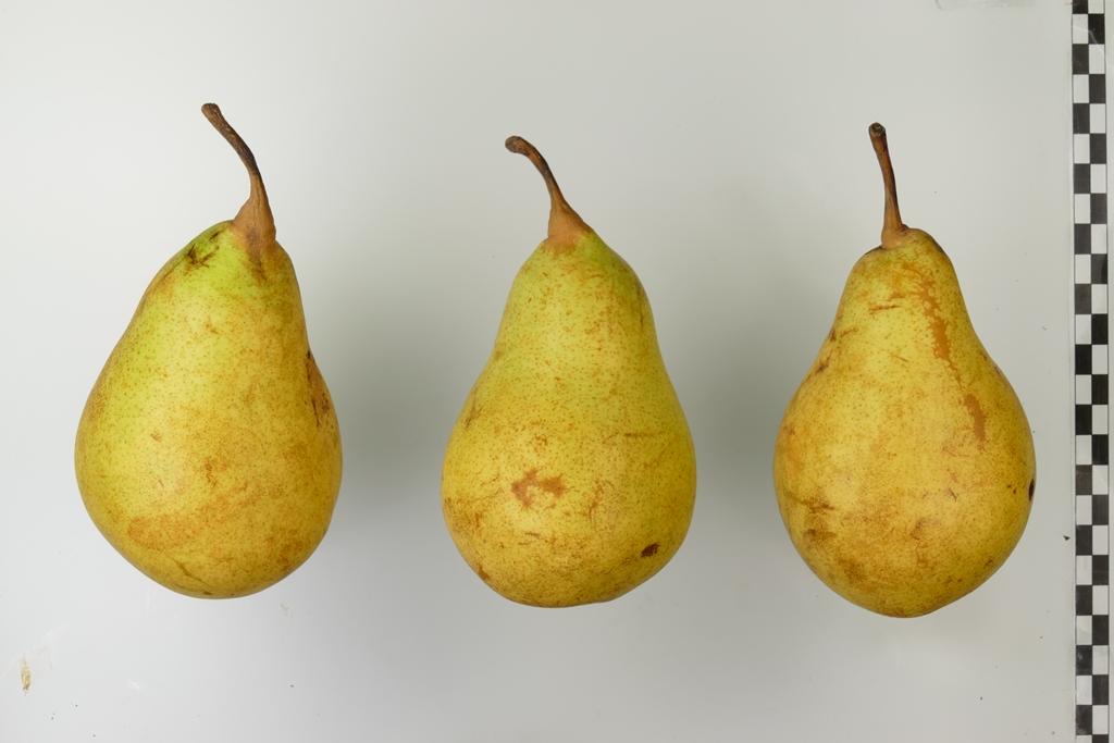 Souvenir de Jules Guindon