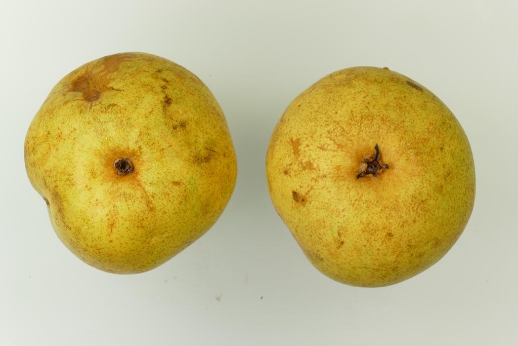 Souvenir de Jules Guindon