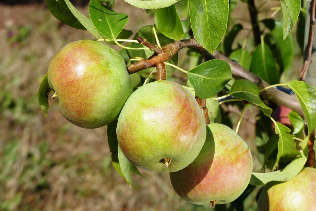 Weiße Herbstbutterbirne
