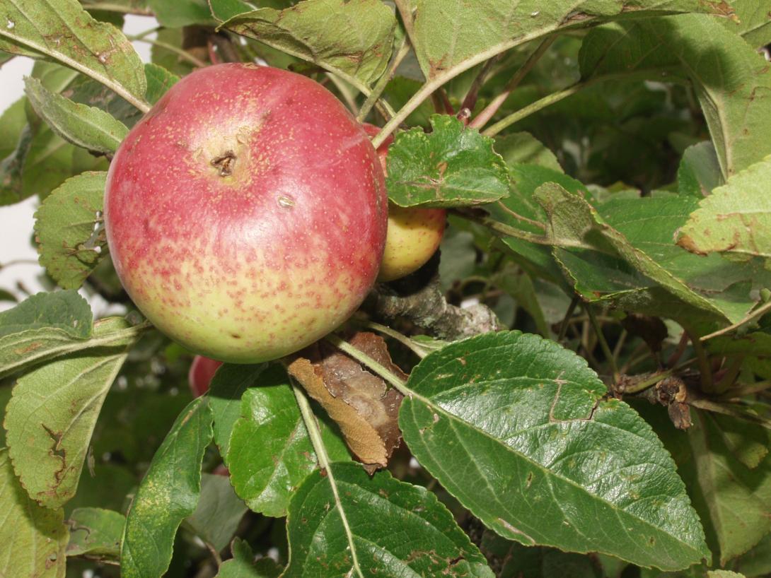 Früchte am Baum