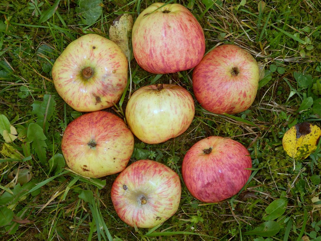 Früchte im Gras
