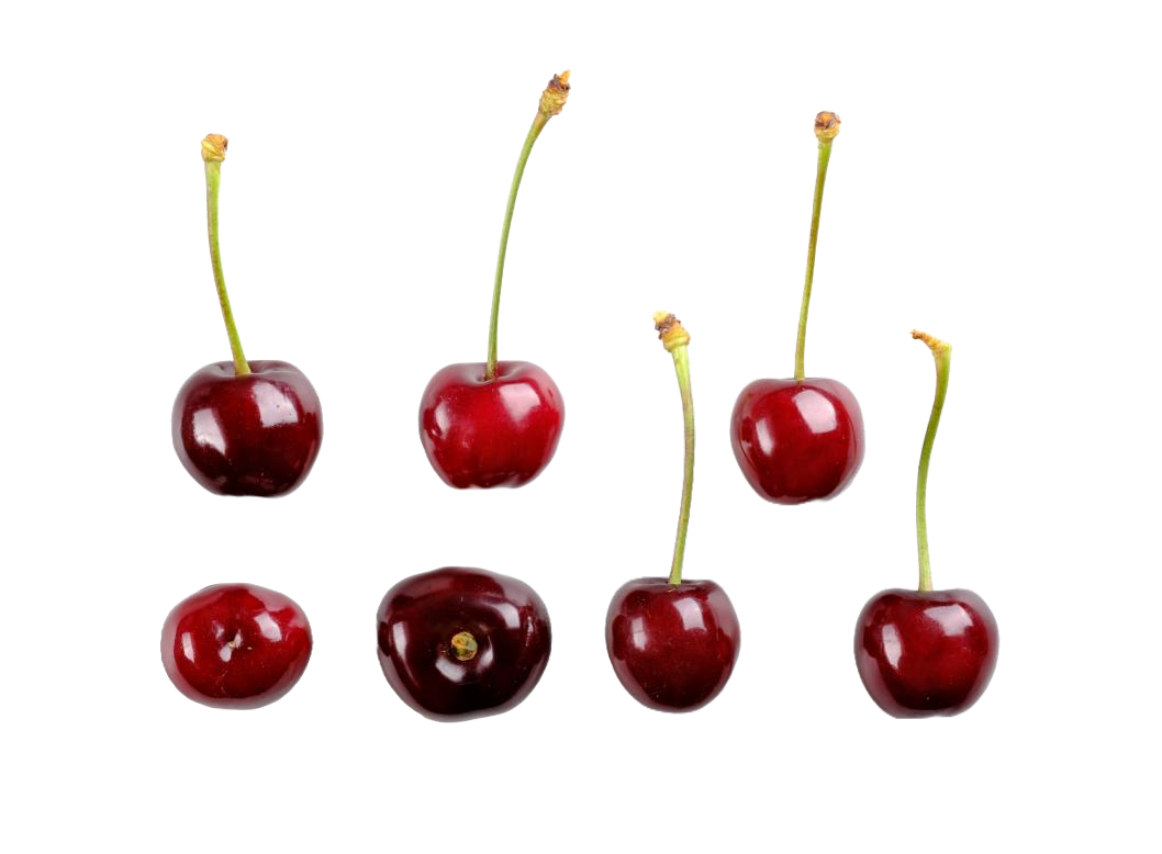 'Früheste der Mark' Studio