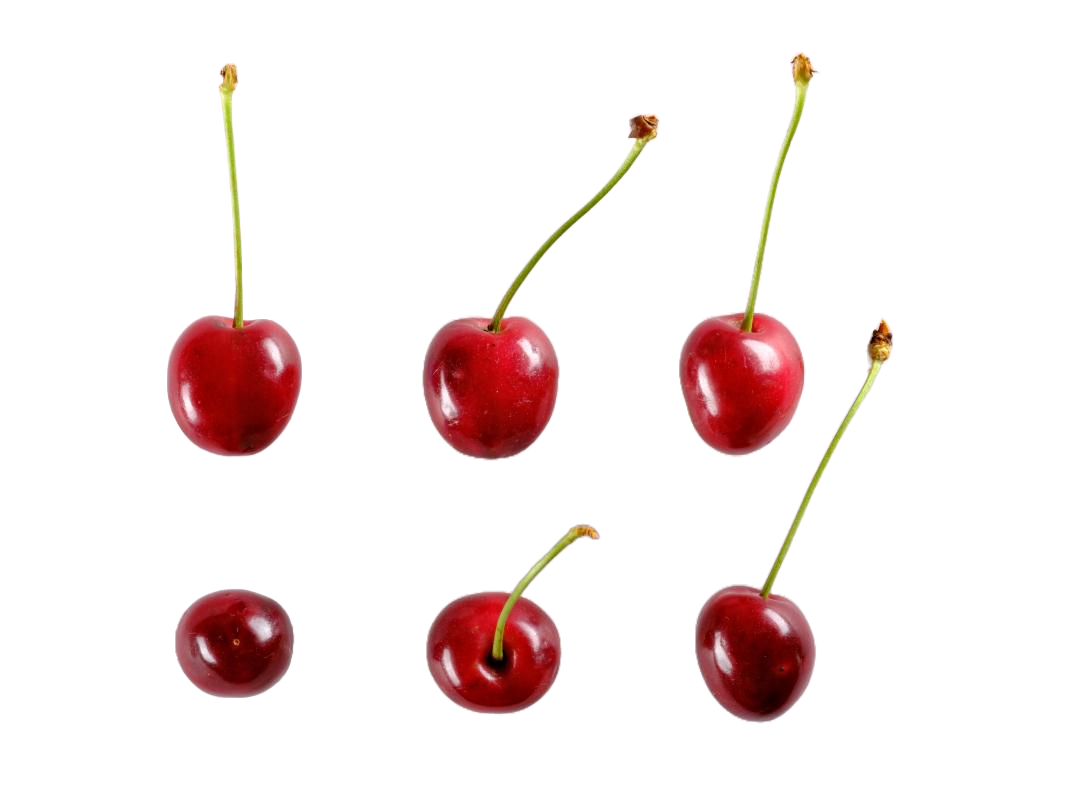 'Coburger Maiherz'-Typ Sahlis-Kohren, Studio