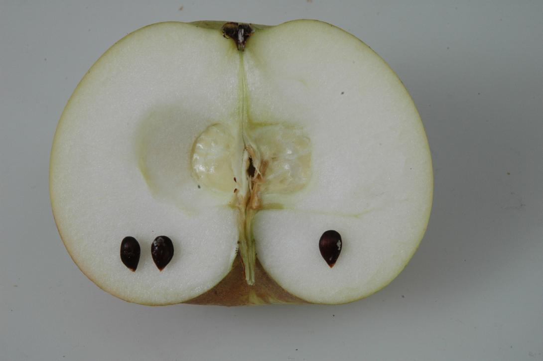 Ravensberger (geschnittene Frucht)