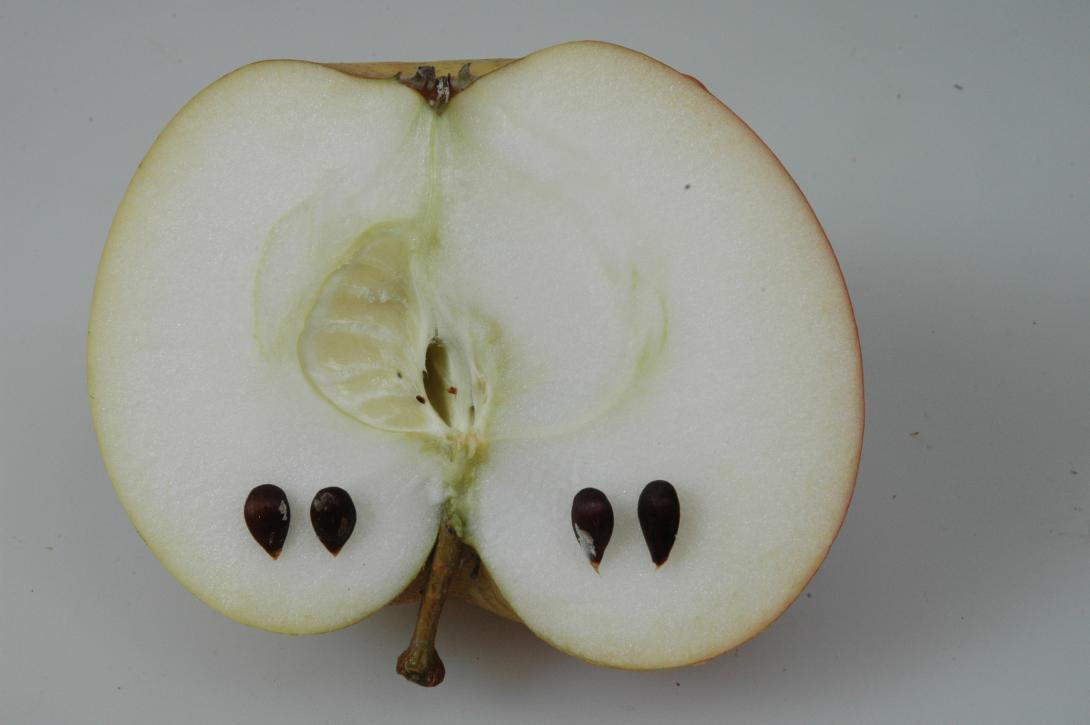 Ravensberger (geschnittene Frucht)
