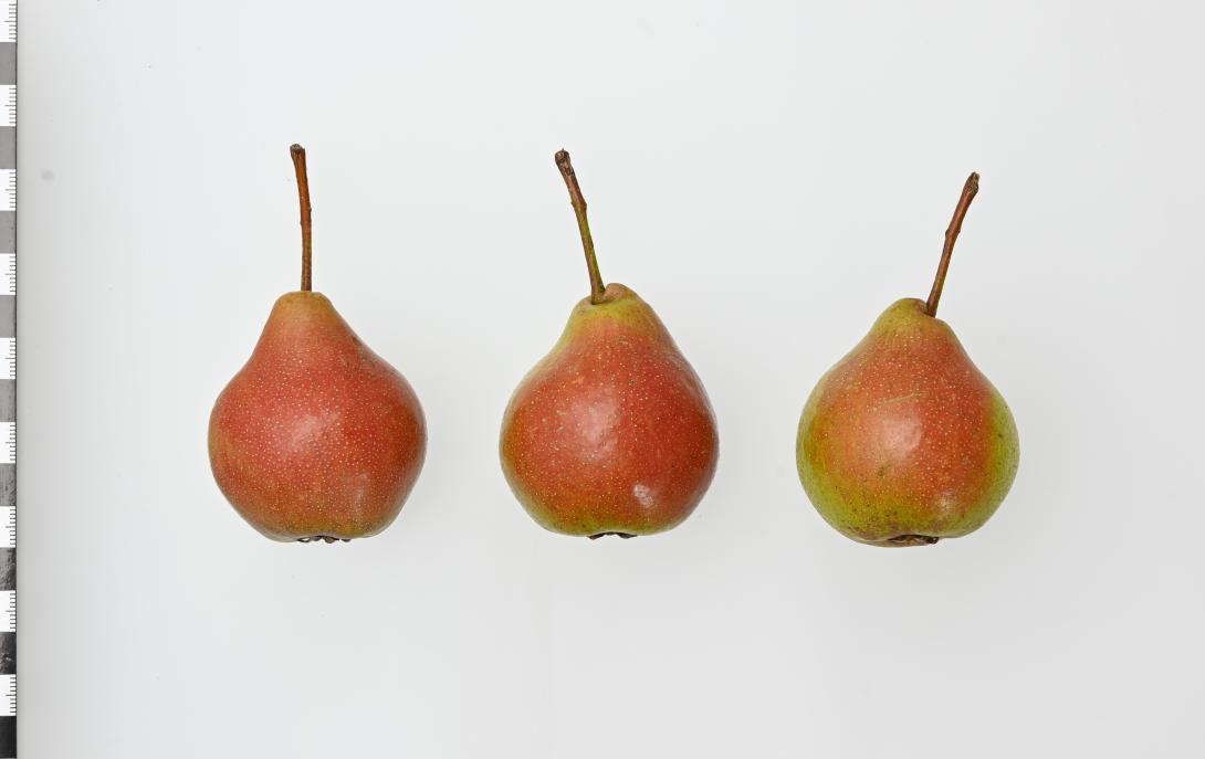 Rote Lederbirne