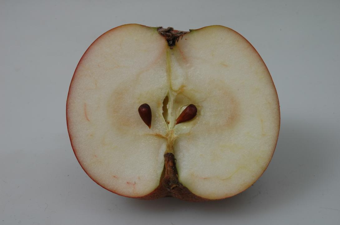 Roter Münsterländer Borsdorfer (geschnittene Frucht)