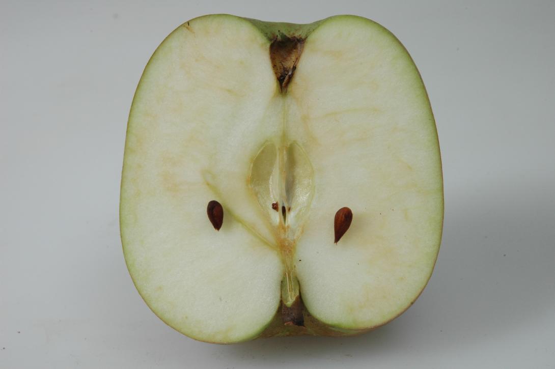 Schöner aus Wiedenbrück (geschnittene Frucht)